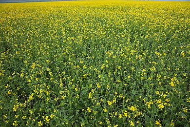 官宣：《赛博朋克2077》连续四周达成日活跃人数100万